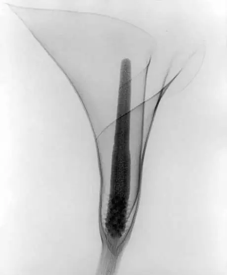 Fleur d’arum en noir et blanc, vue en transparence