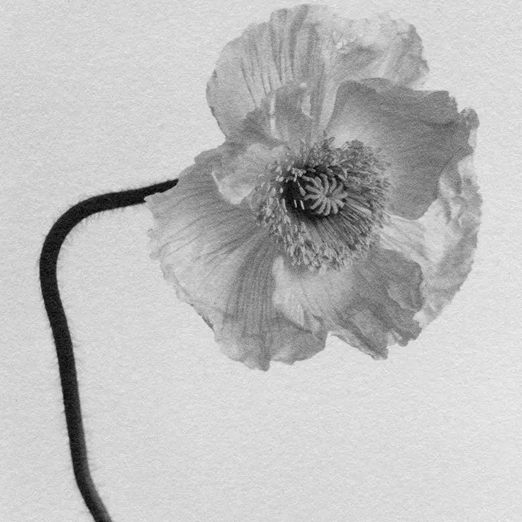 Coquelicot photographié en noir et blanc
